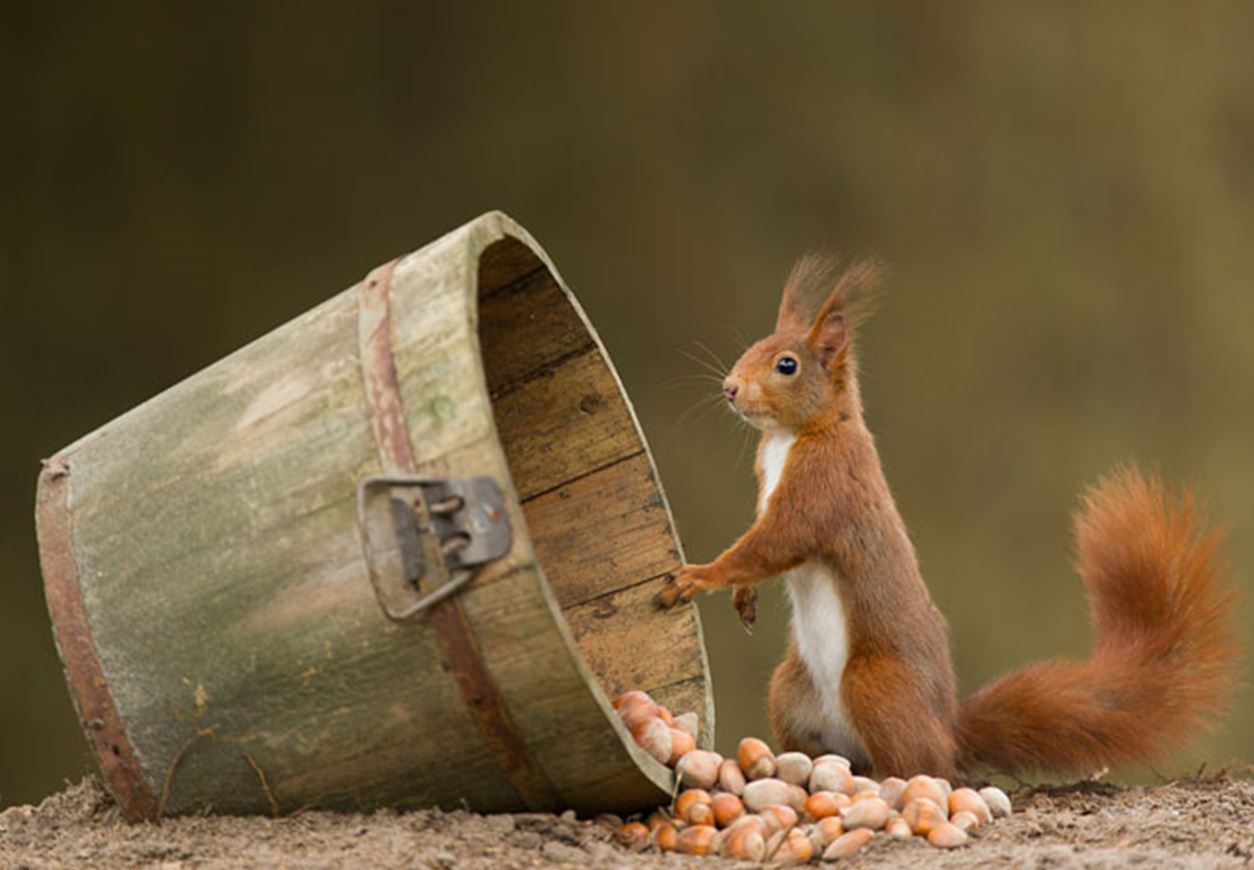 Как Пользоваться Вибратором Белочка