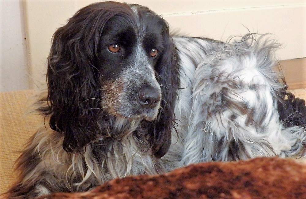 Solve Soused jigsaw puzzle online with 54 pieces