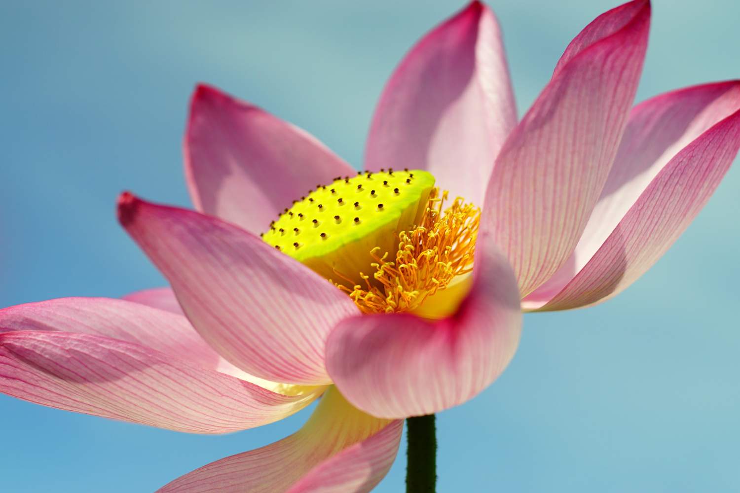 Solve lotus jigsaw puzzle online with 77 pieces