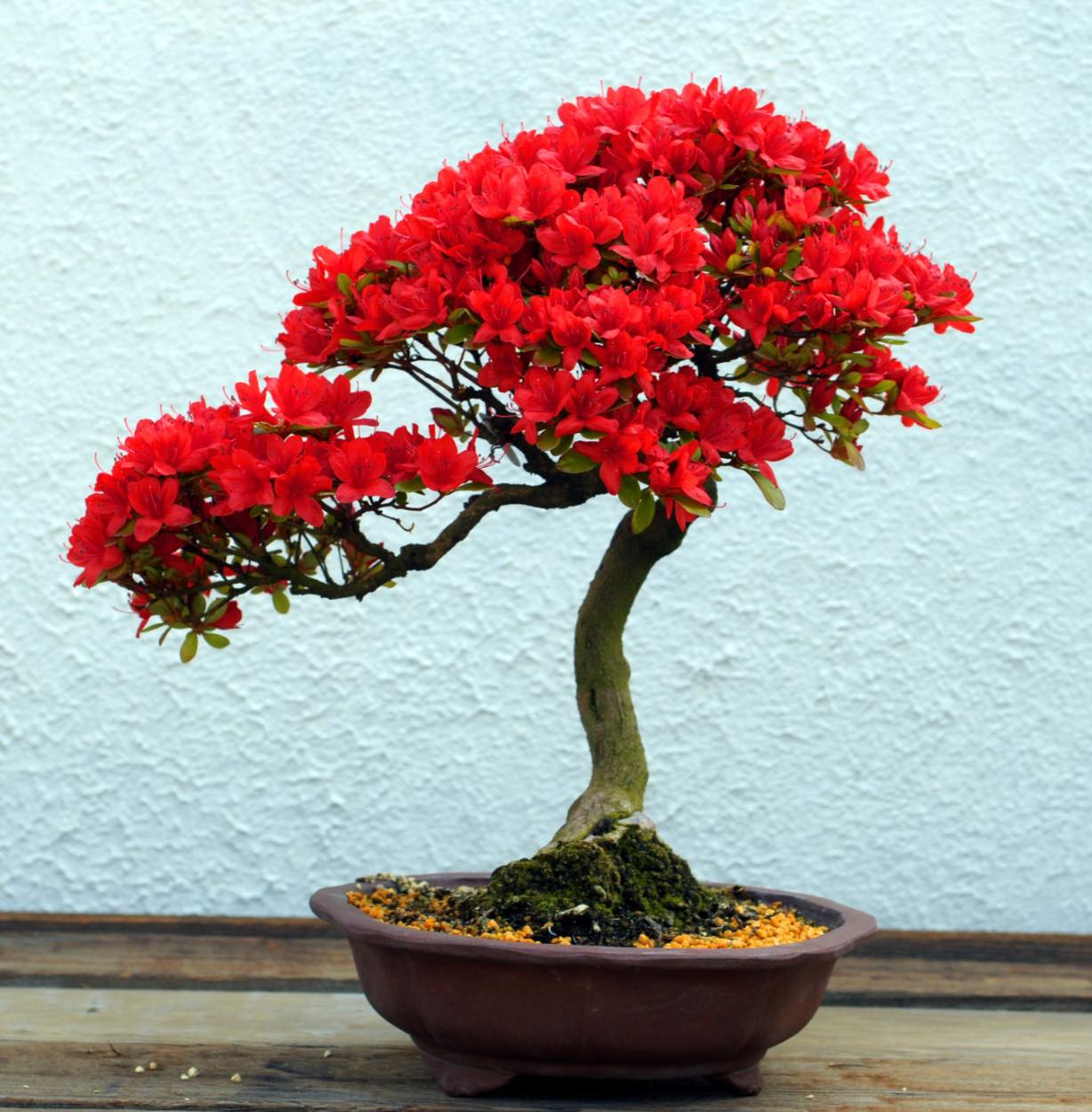 Solve Bonsai!! jigsaw puzzle online with 100 pieces