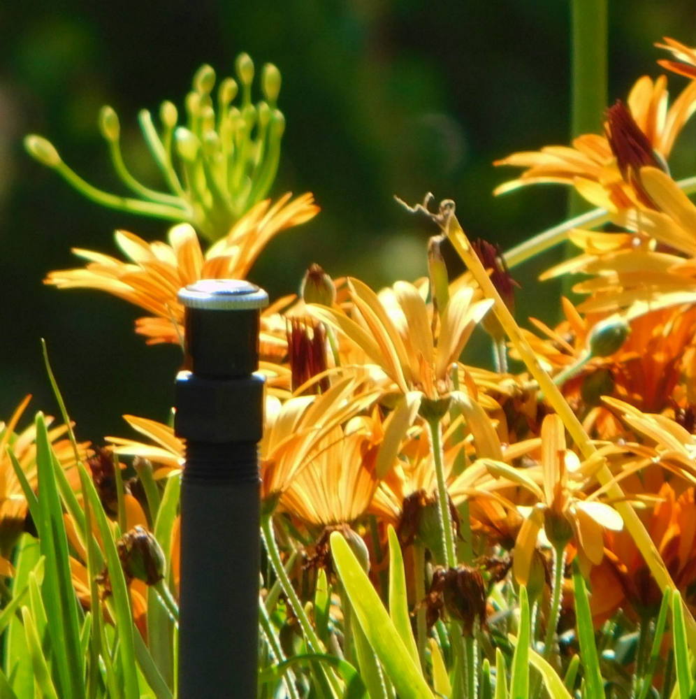 Solve yellow Flowers in Hobart jigsaw puzzle online with 100 pieces