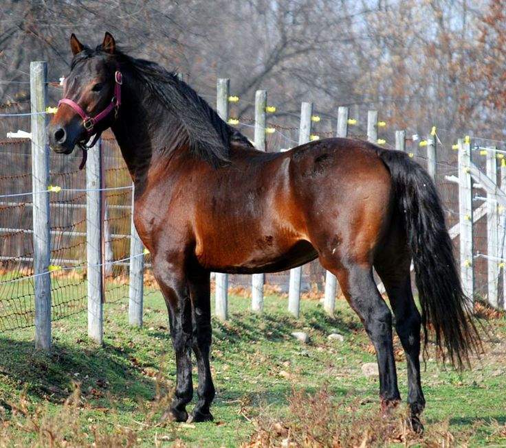 Puzzled Morgan Jigsaw Puzzle | Morgan Horse | 72 pieces | Jigidi