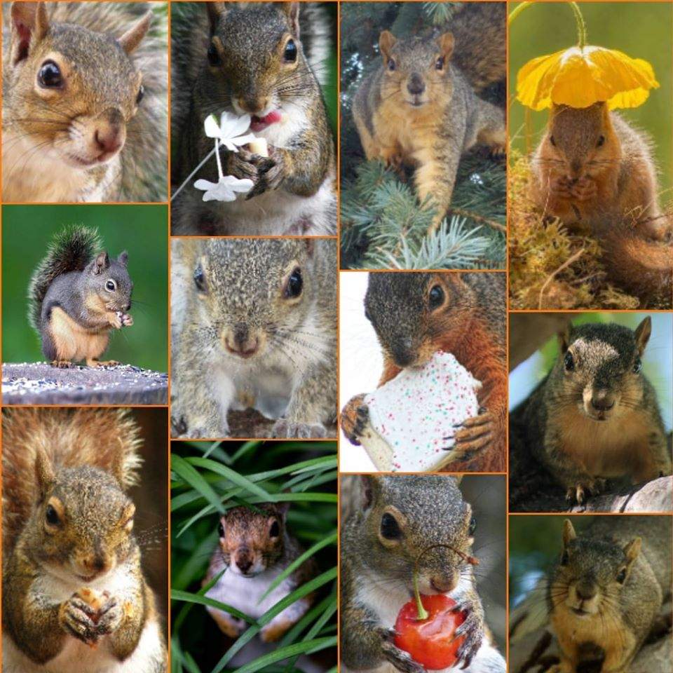 Solve A dozen squirrels jigsaw puzzle online with 81 pieces