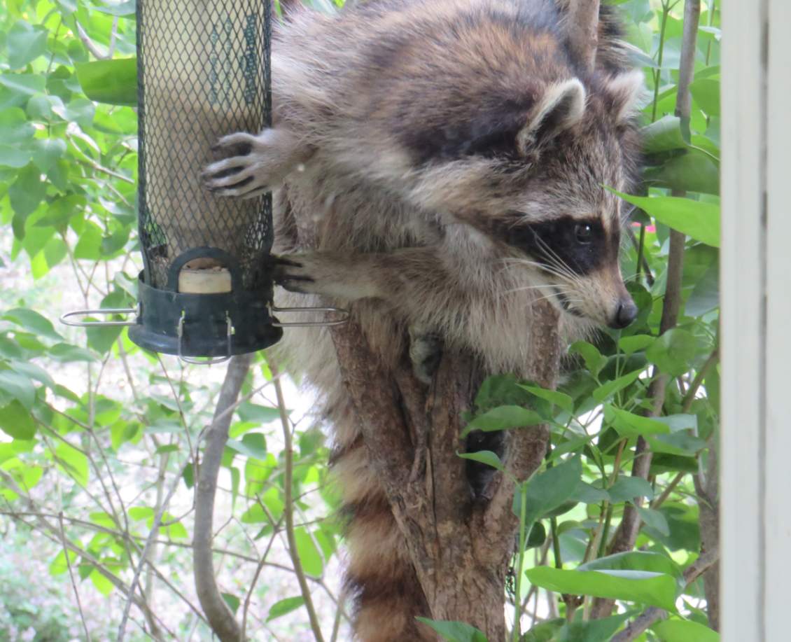 Solve Squirrel proof bird feeder jigsaw puzzle online with 20 pieces