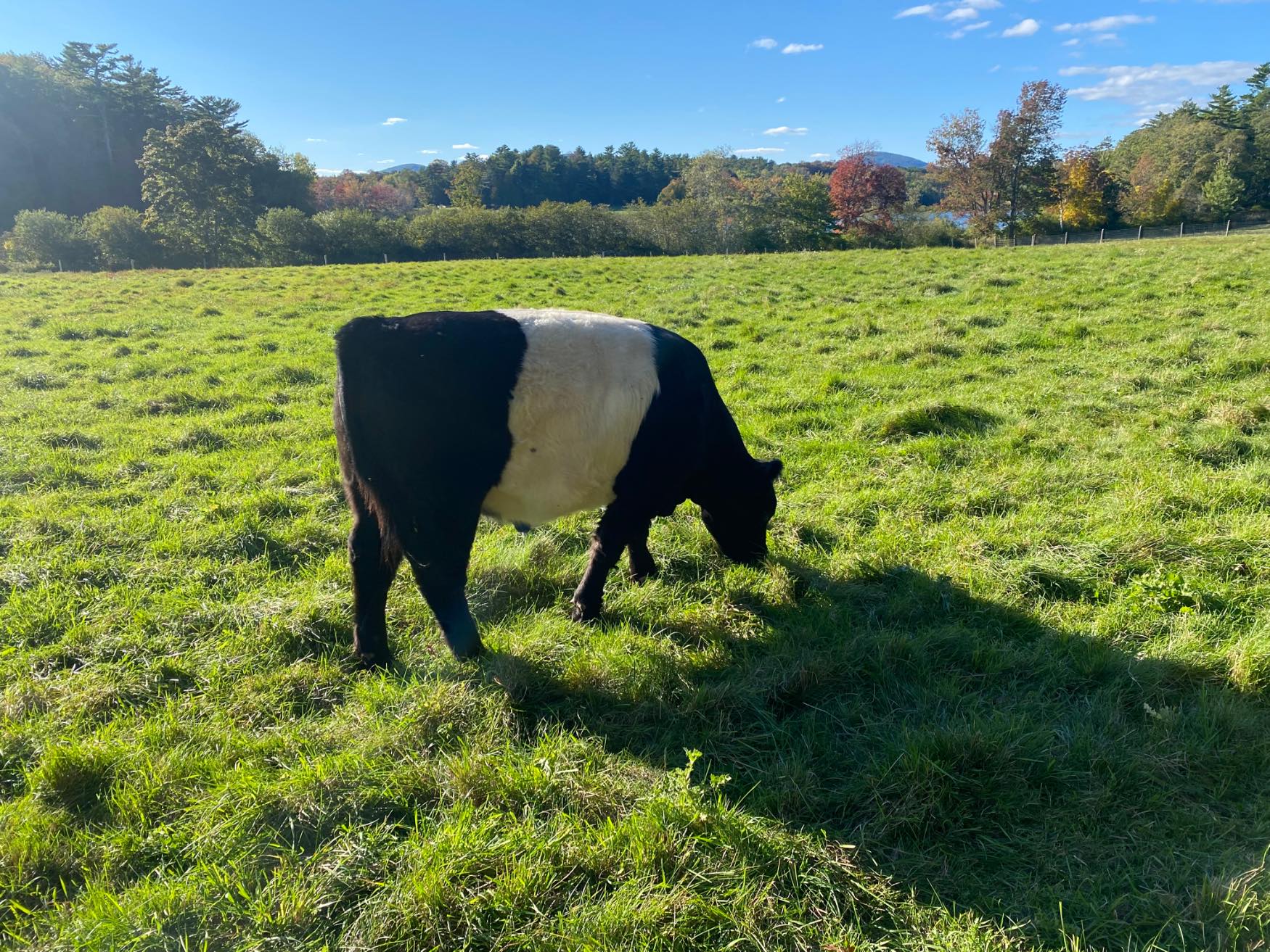 Solve Scottish Beltway Cow jigsaw puzzle online with 154 pieces