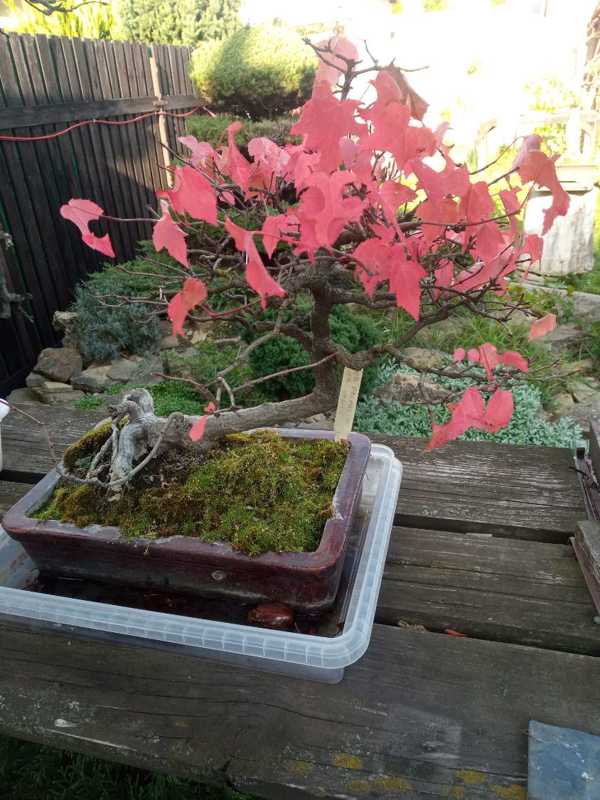 Solve Podzimní bonsaj jigsaw puzzle online with 63 pieces