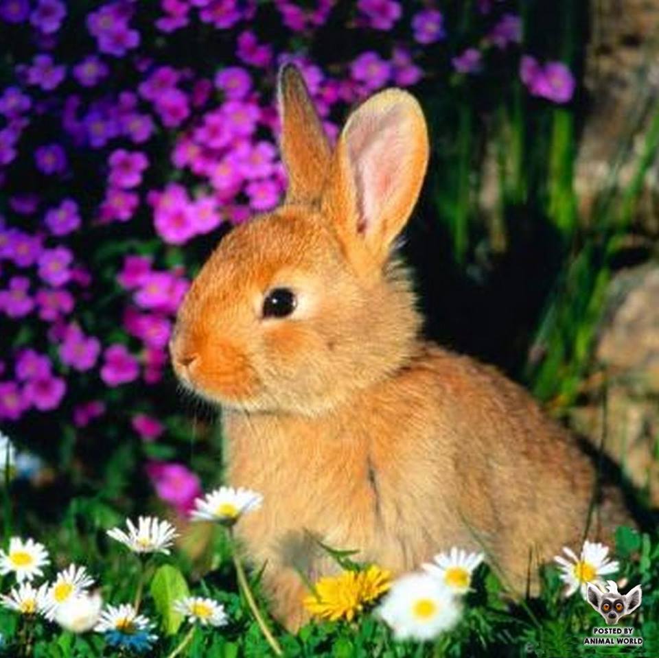 Jigsaw Puzzle Animal World 100 pieces Jigidi