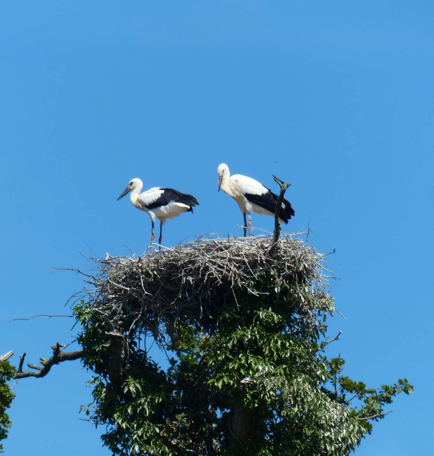 Solve White Storks on nest jigsaw puzzle online with 144 pieces