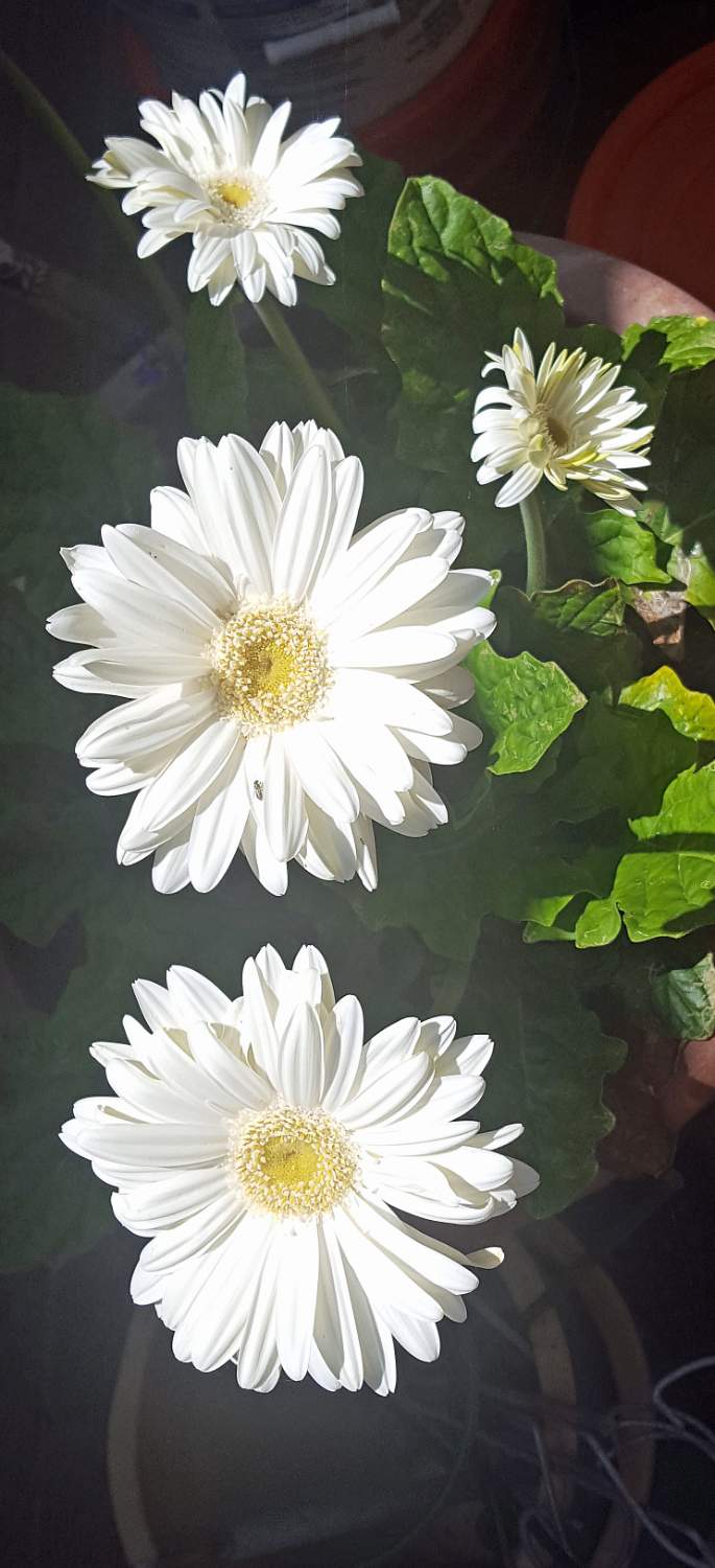 Solve Gerbera Daisy Cluster jigsaw puzzle online with 78 pieces