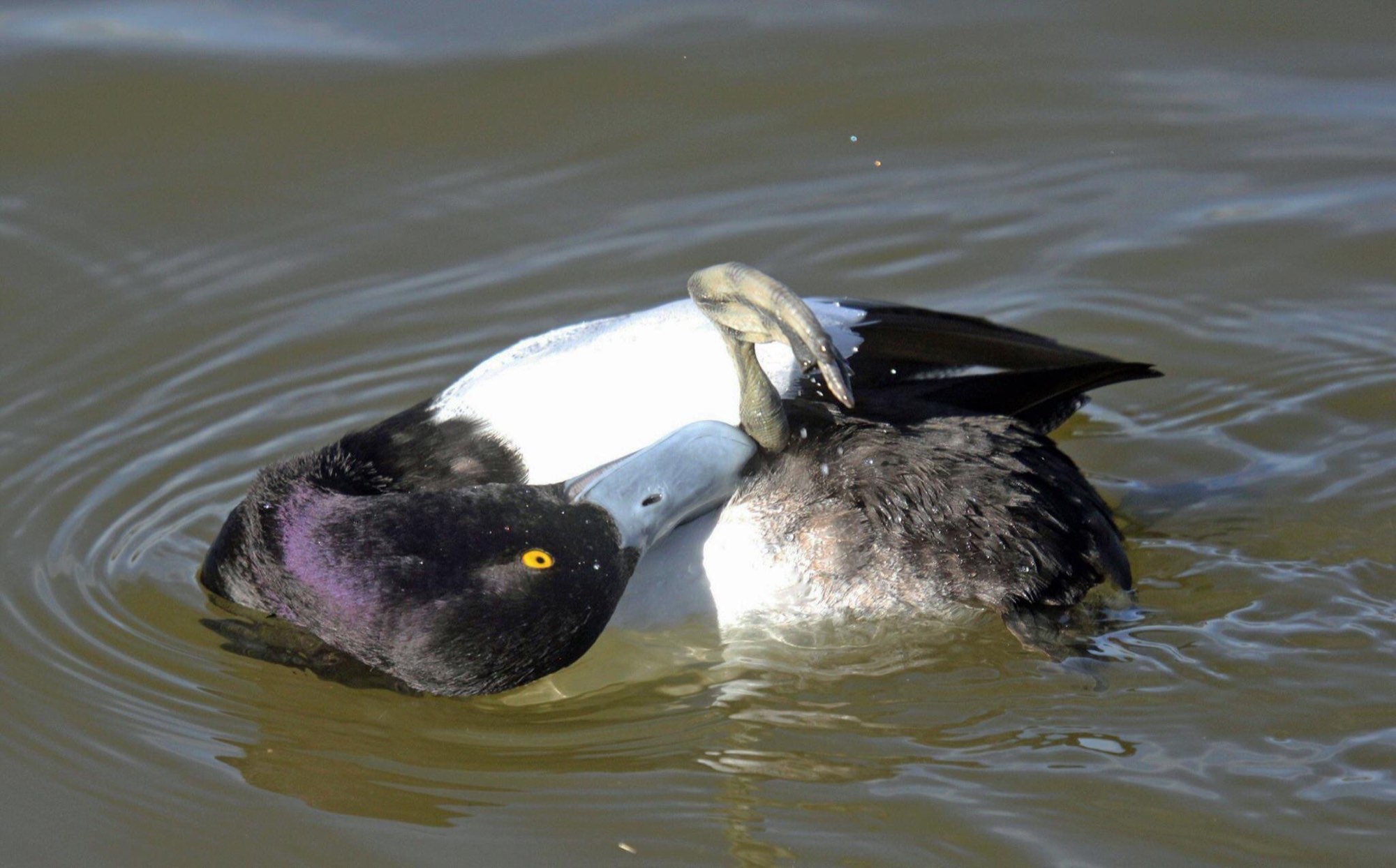 Solve Upside Down jigsaw puzzle online with 160 pieces