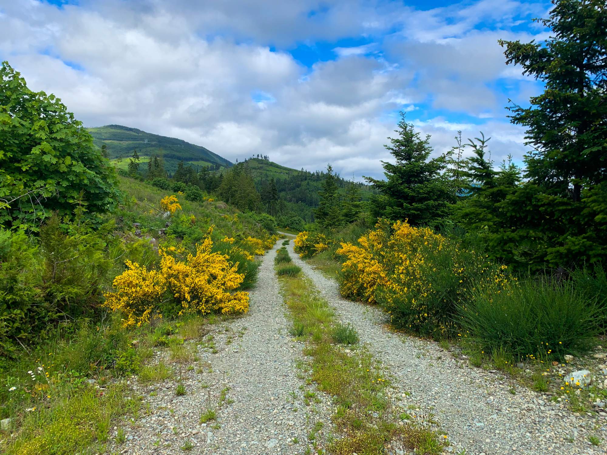 Jigsaw Puzzle Broom is blooming along this old logging road on