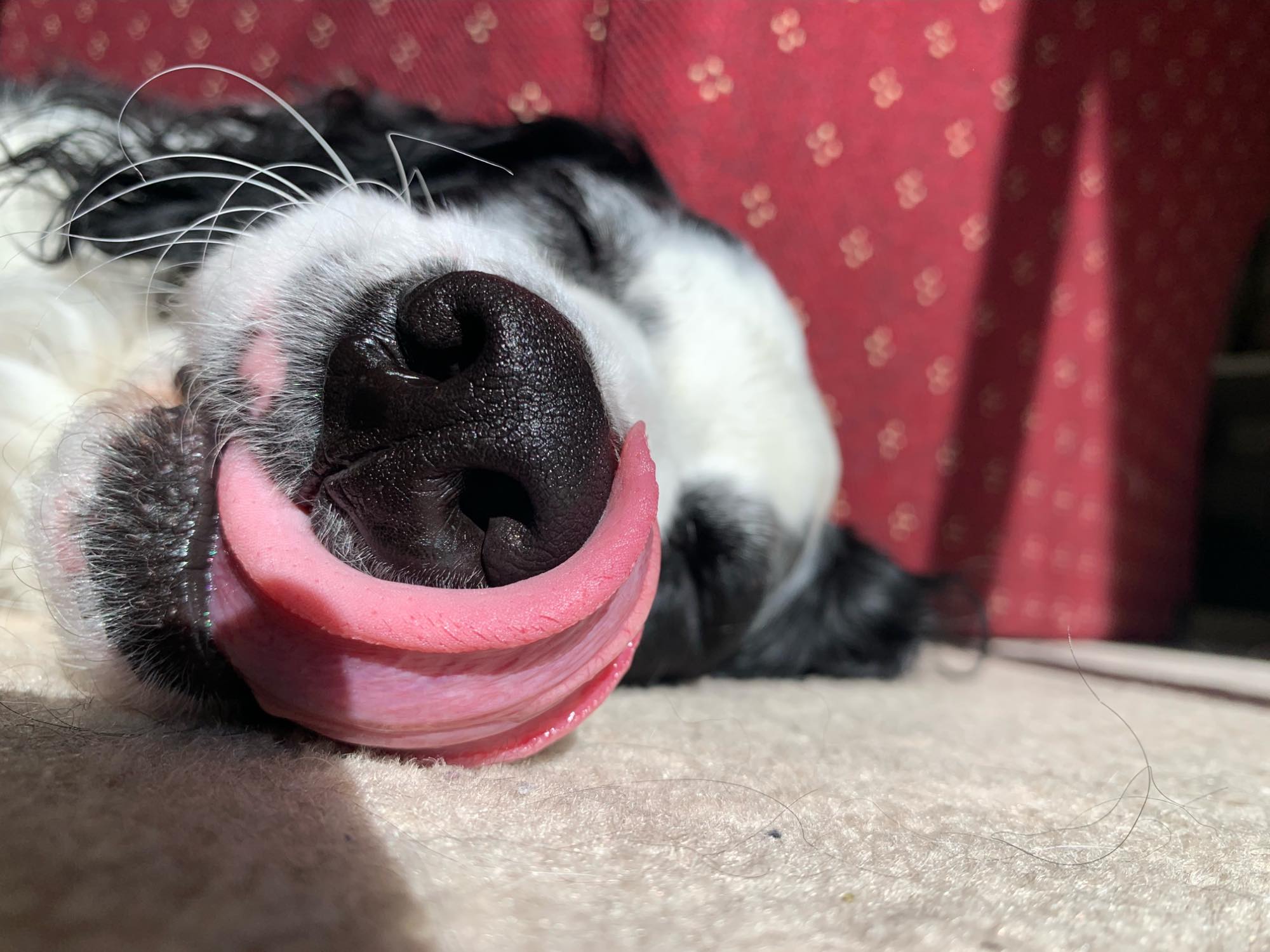 Solve Pink Tongue Jigsaw Puzzle Online With 594 Pieces Solve Pink Tongue Jigsaw Puzzle Online With 594 Pieces