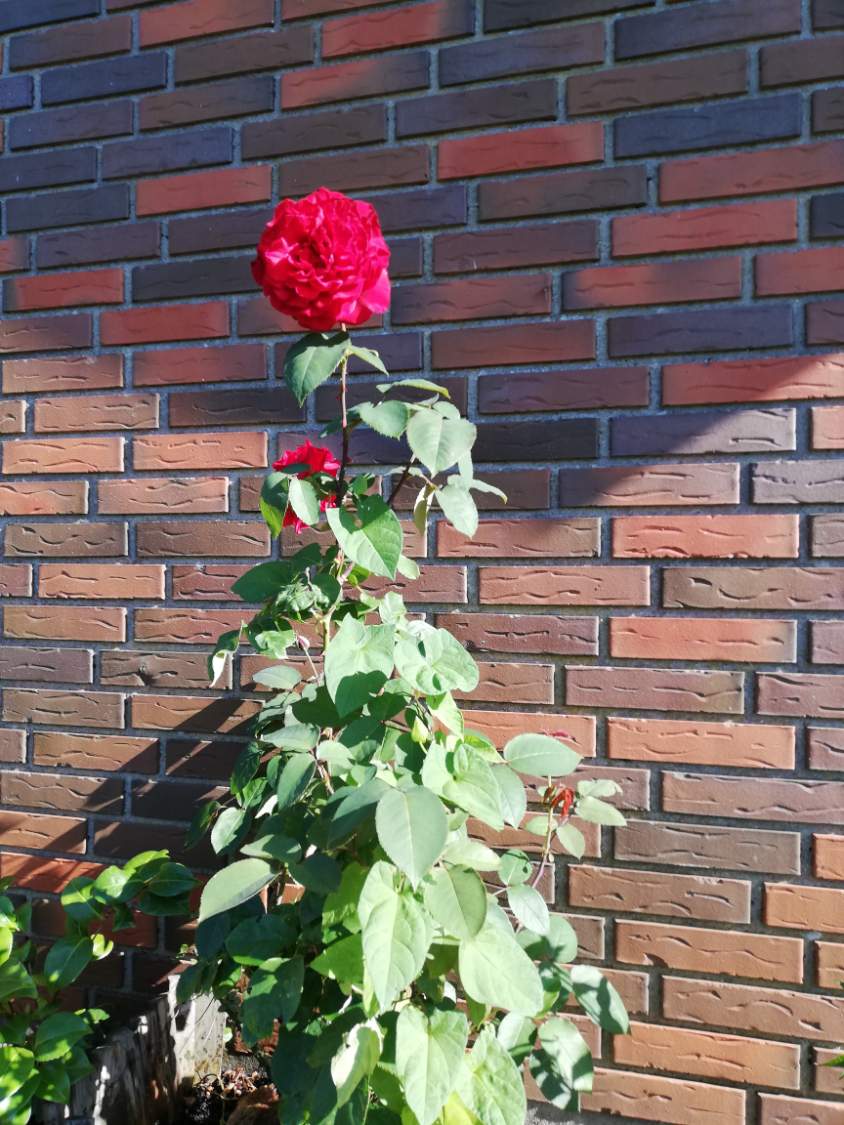 Solve rosen er rød jigsaw puzzle online with 30 pieces