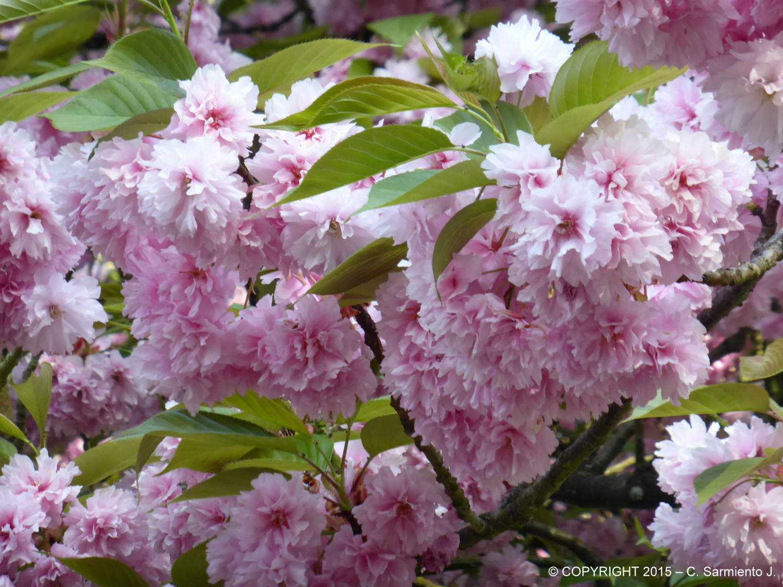 Solve FRANCE Parc de Sceaux Cherry blossoms jigsaw puzzle online