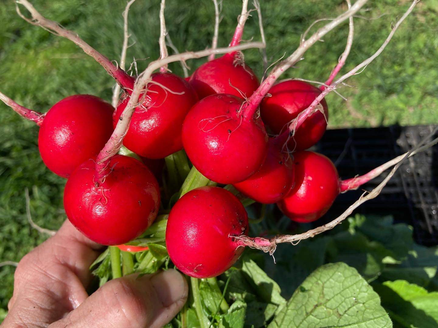 Solve Radishes jigsaw puzzle online with 80 pieces