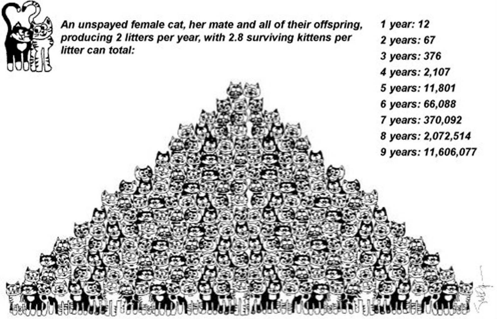 Solve CatPopulationPyramid jigsaw puzzle online with 216 pieces
