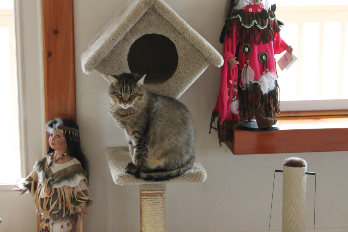 Solve 3/11 TiGGer on his little cat tree ) jigsaw puzzle online with