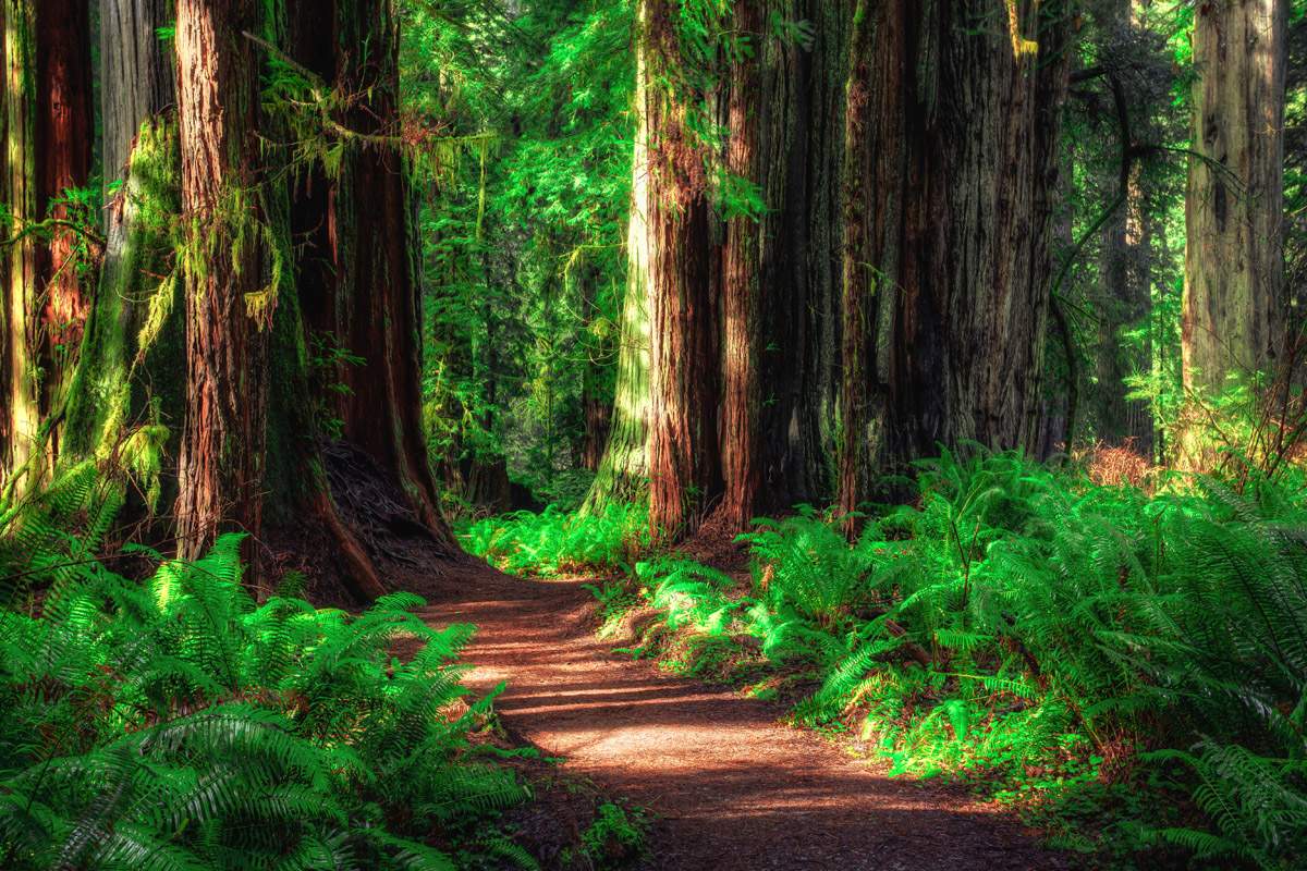 Solve redwood-national-park jigsaw puzzle online with 187 pieces