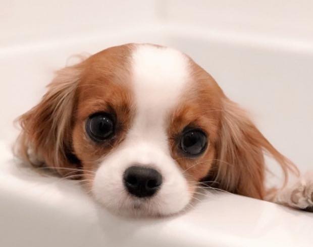 Solve sad animals #4 jigsaw puzzle online with 80 pieces