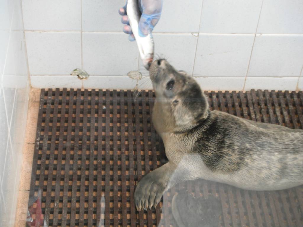 Solve skegness...a rescued baby seal being fed jigsaw puzzle online with 300 pieces