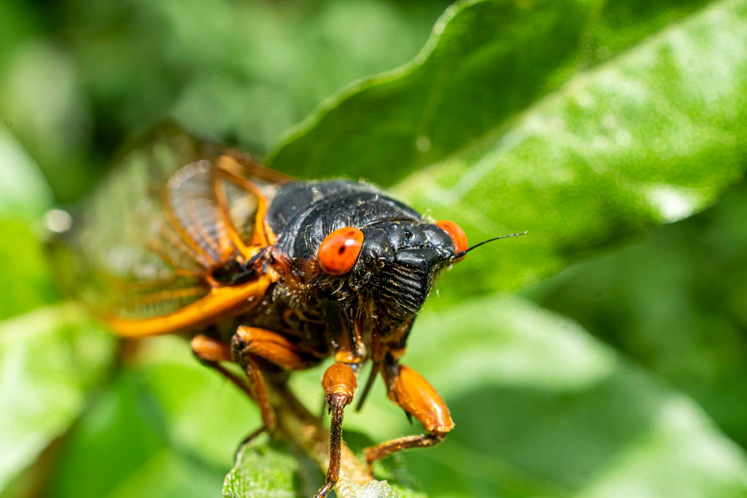 Solve Cicada jigsaw puzzle online with 70 pieces