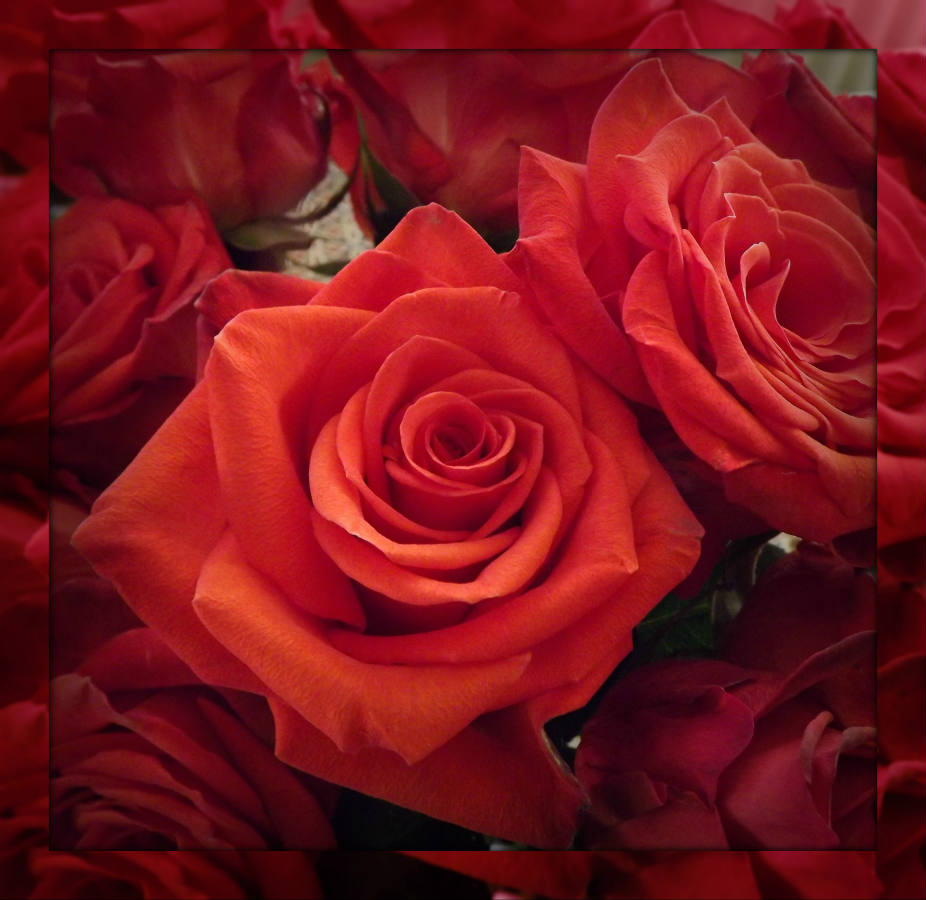Solve Today's Rose . . . . jigsaw puzzle online with 81 pieces