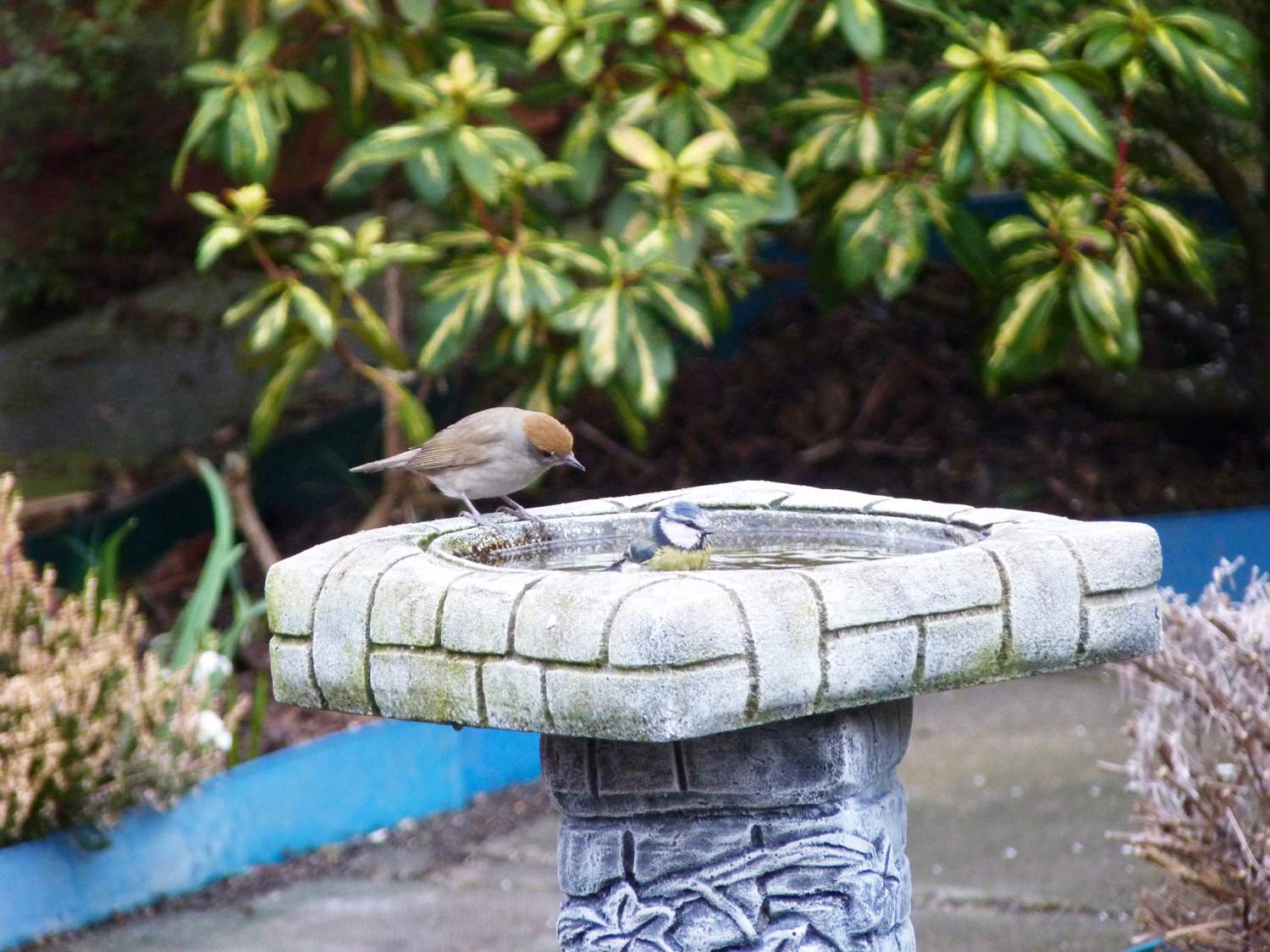 Solve Birdbath with Blackcap and Bluetit jigsaw puzzle online with 63