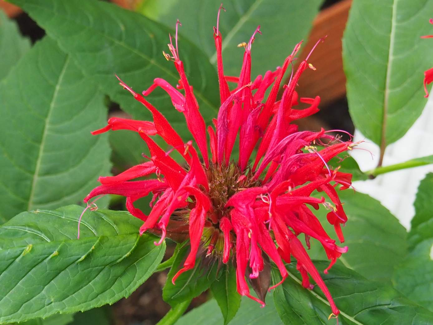 Solve Scarlet Bee Balm jigsaw puzzle online with 35 pieces