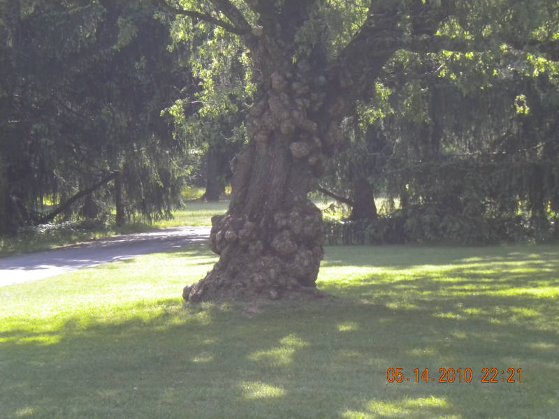 Solve WEIRD KNOTTY TREE jigsaw puzzle online with 12 pieces