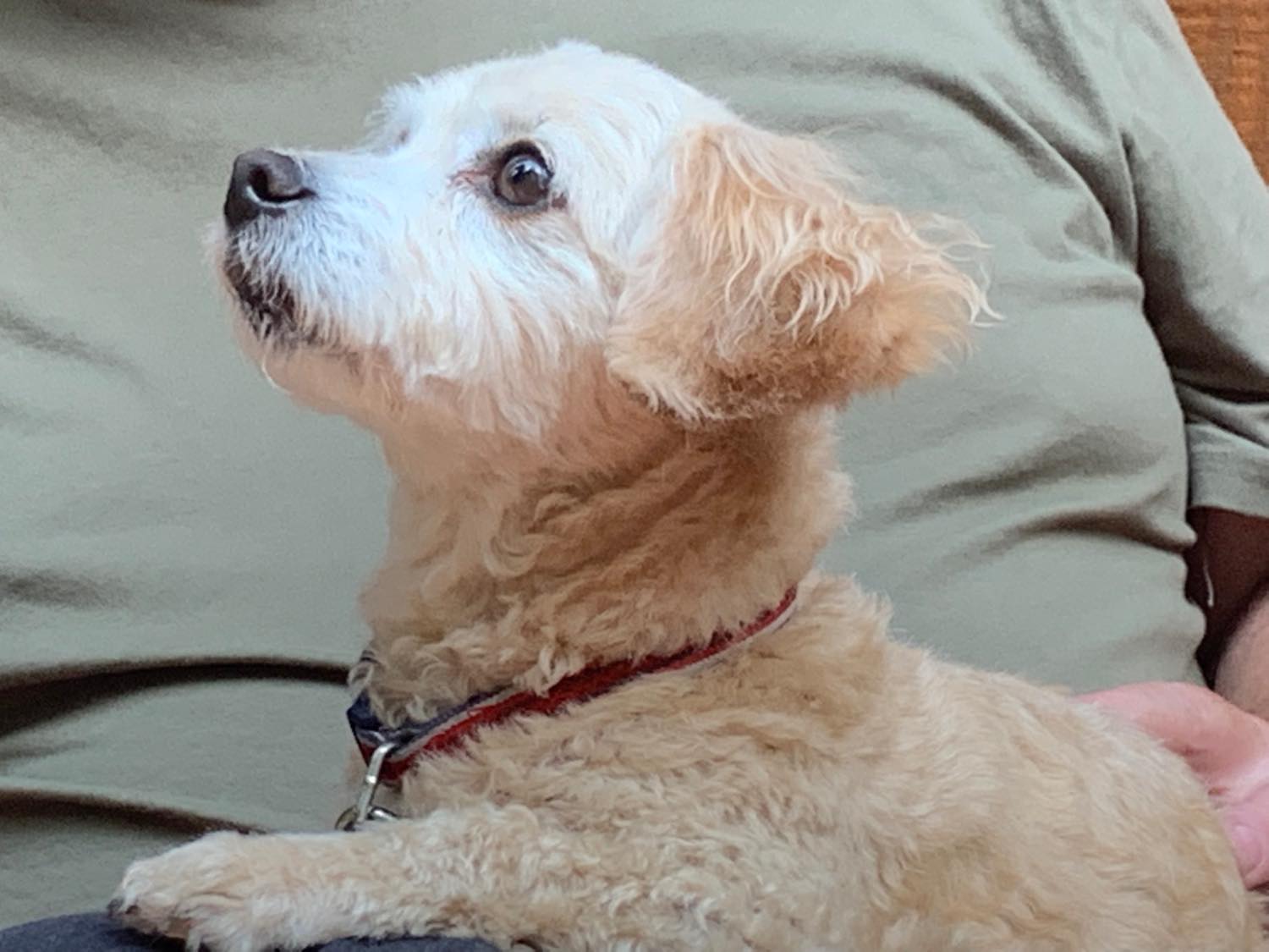 Solve Ollie jigsaw puzzle online with 70 pieces