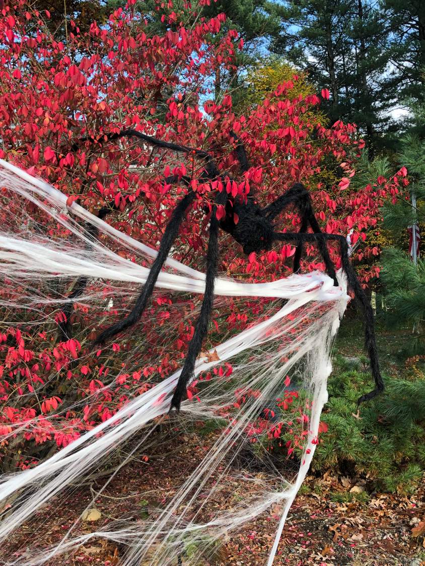 Solve Giant spiderBEWARE!!! jigsaw puzzle online with 48 pieces