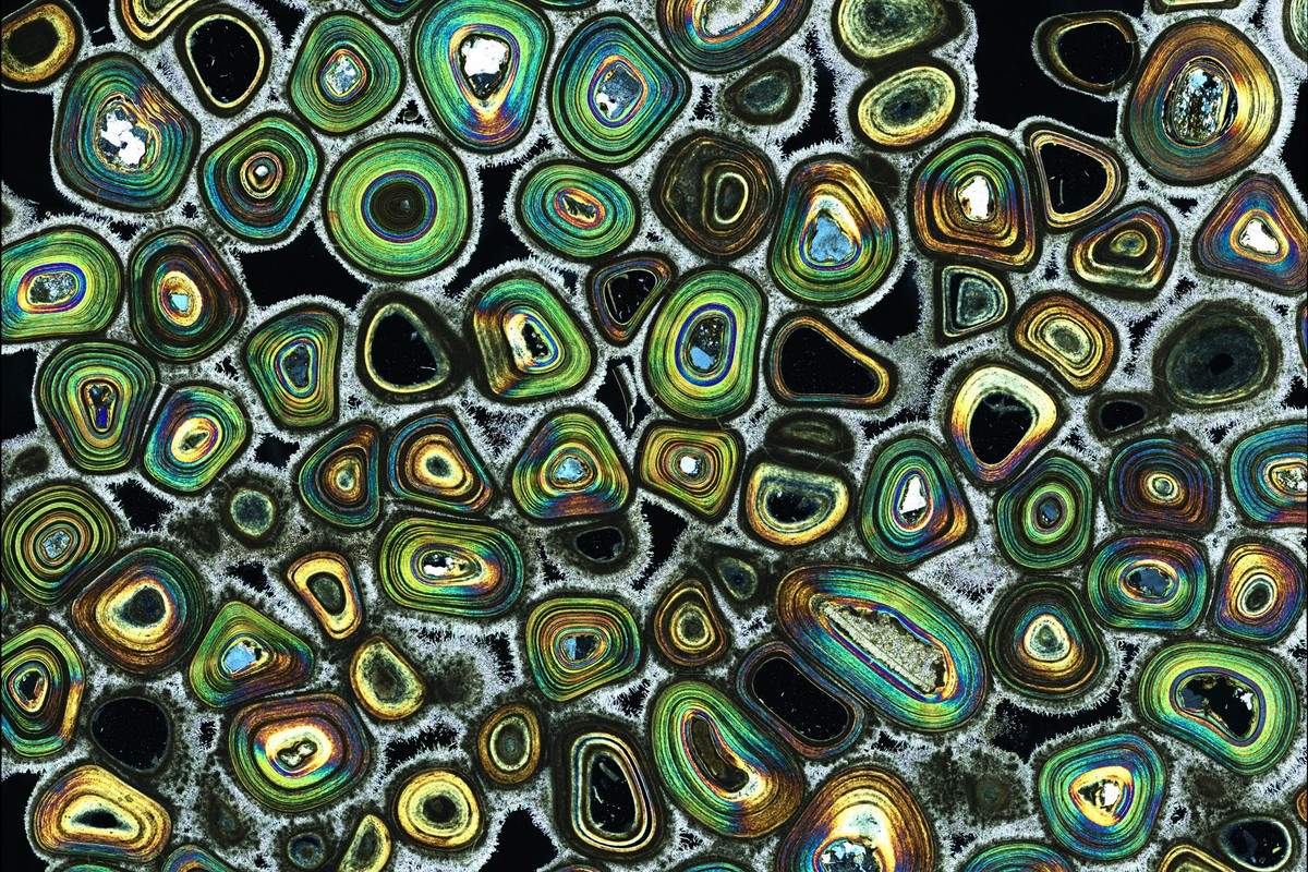 Solve Nostoc cyanobacteria captured inside a gelatinous matrix jigsaw