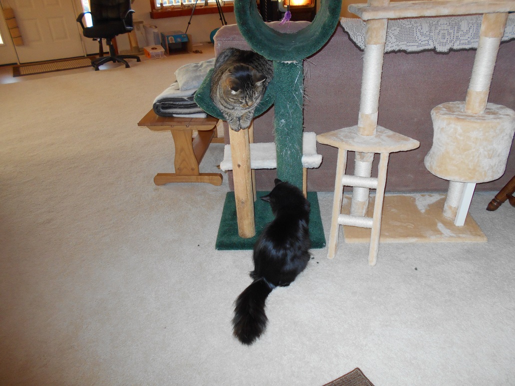 Solve Thomas and Sherman with the green cat tree ) jigsaw puzzle