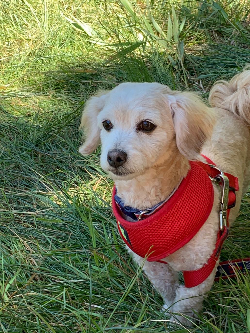 Solve Ollie jigsaw puzzle online with 99 pieces