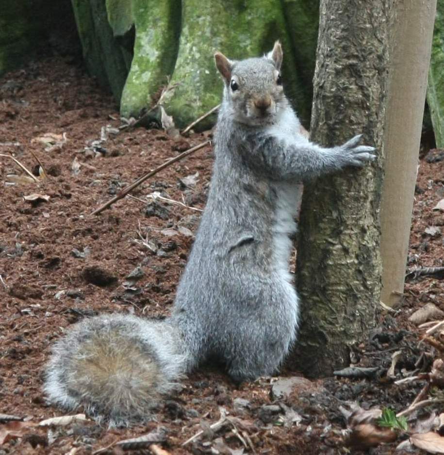 Solve Squirrel (York) jigsaw puzzle online with 64 pieces