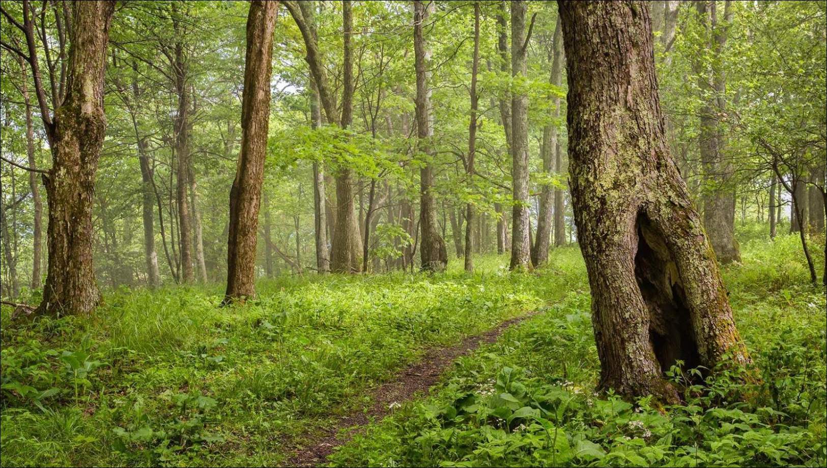 Jigsaw Puzzle Monongahela National Forest, West Virginia 104