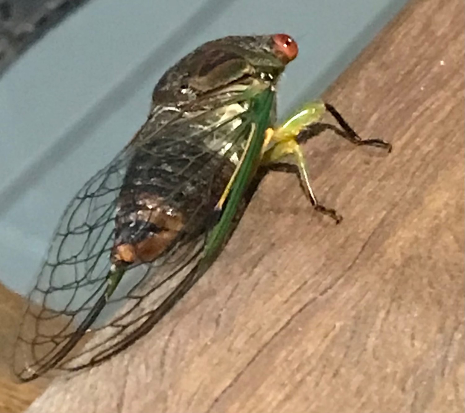 Solve Summertime sounds like cicadas jigsaw puzzle online with 132 pieces