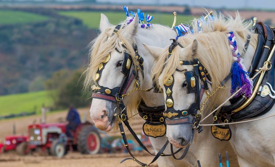 Solve Beautifull plow horses. jigsaw puzzle online with 60 pieces