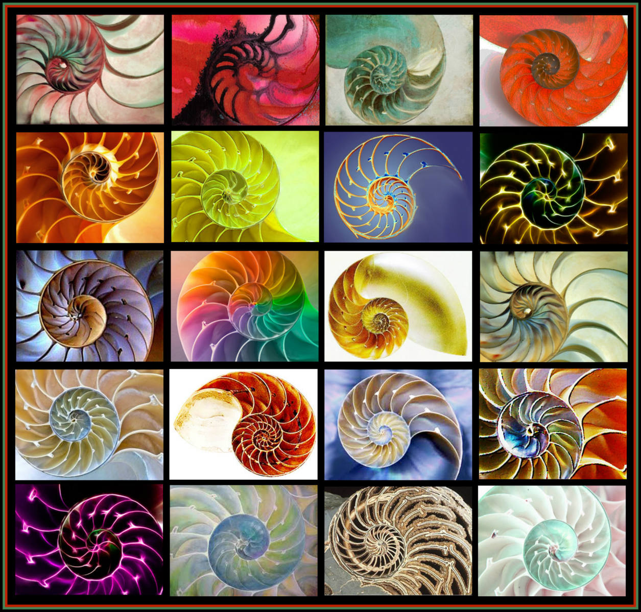 Solve chambered nautilus jigsaw puzzle online with 169 pieces