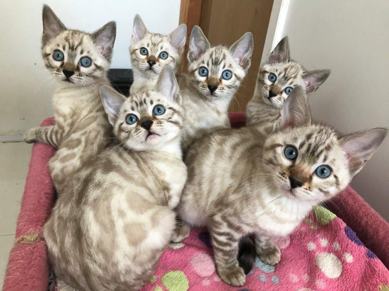 Solve Bengal Kittens jigsaw puzzle online with 35 pieces