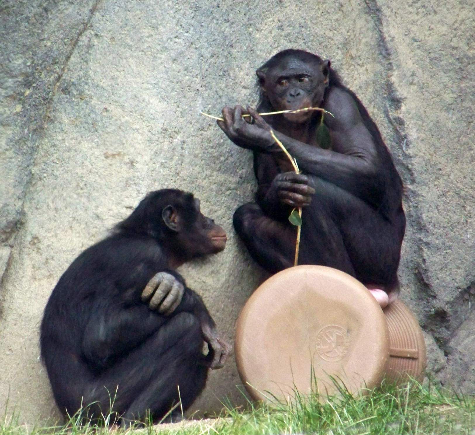 Solve San Diego Zoo Bonobos jigsaw puzzle online with 156 pieces