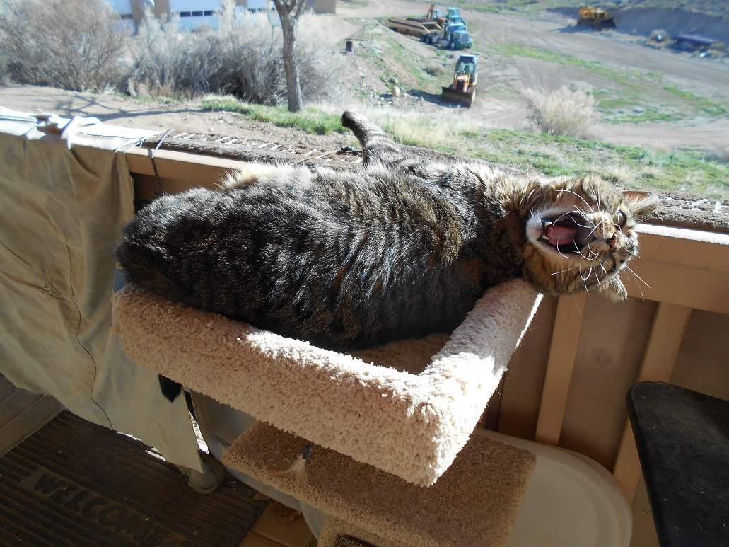 Solve Thomas overflowing his first cat tree outside the back door