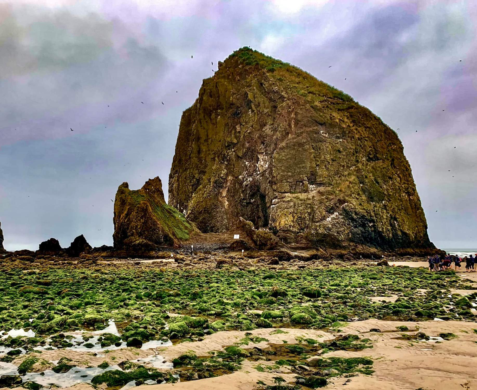 Solve TIDE'S OUT AT HAYSTACK ROCK jigsaw puzzle online with 252 pieces