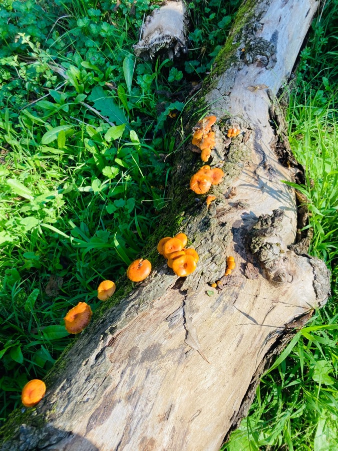 Solve Geocaching today with scenery jigsaw puzzle online with 30 pieces