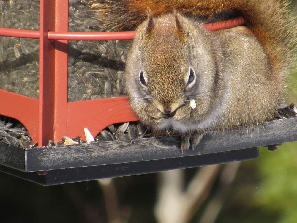 Solve Red squirrel on critter feeder jigsaw puzzle online with 12 pieces