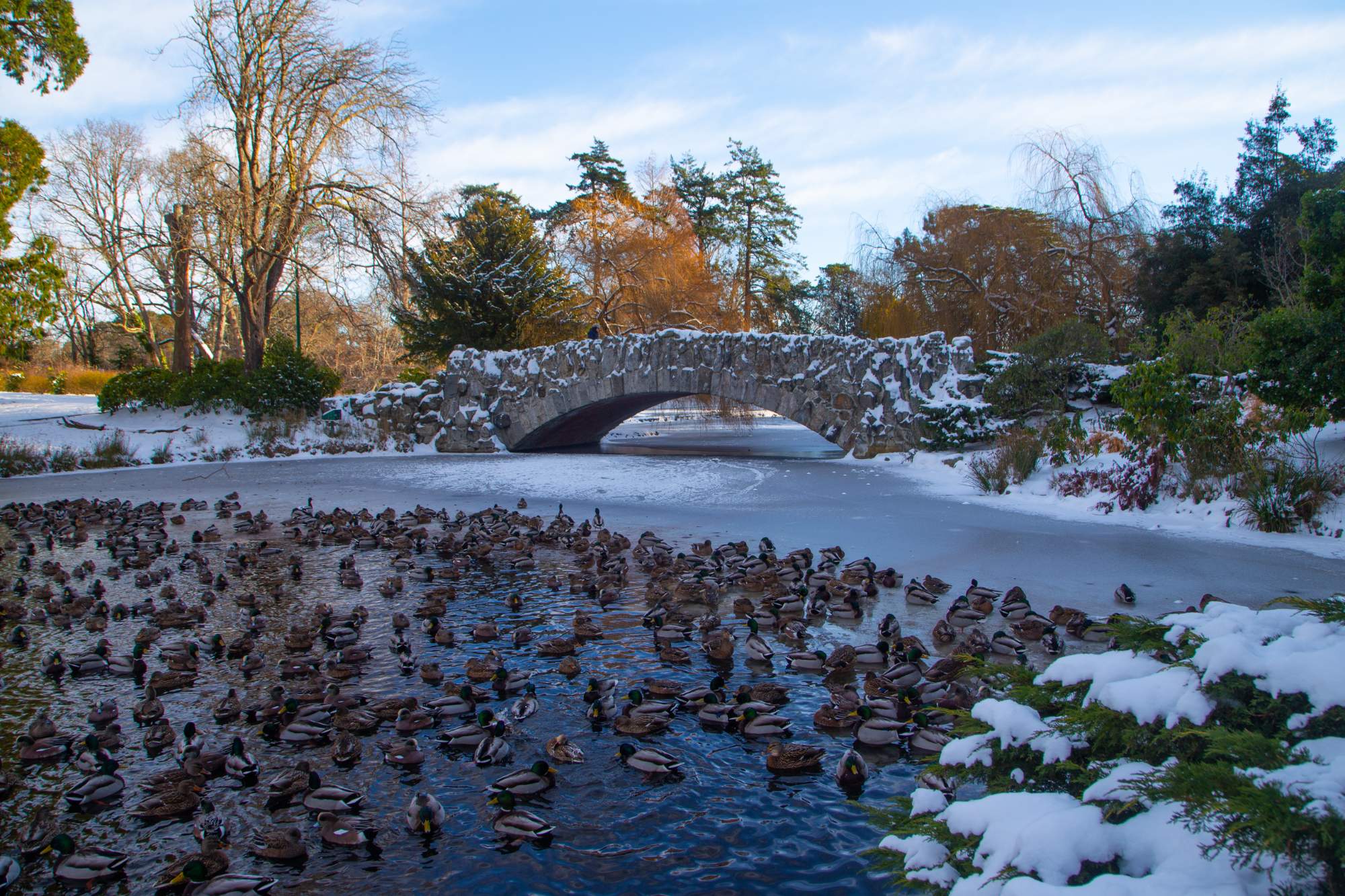 Solve The Beaconhill Park stone bridge in Victoria BC during a deep