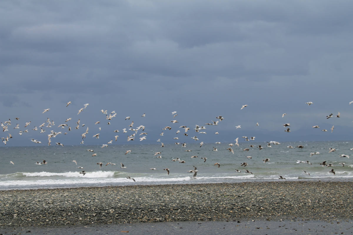 Visiting Comox