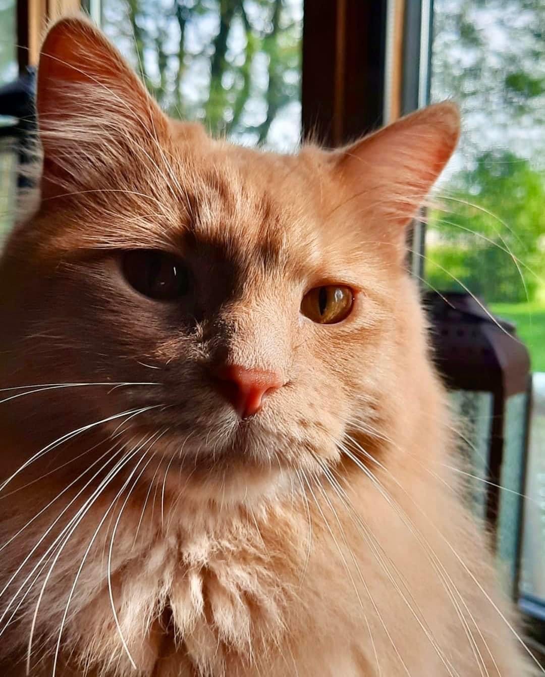 Jigsaw Puzzle A few animals 2 99 pieces Jigidi