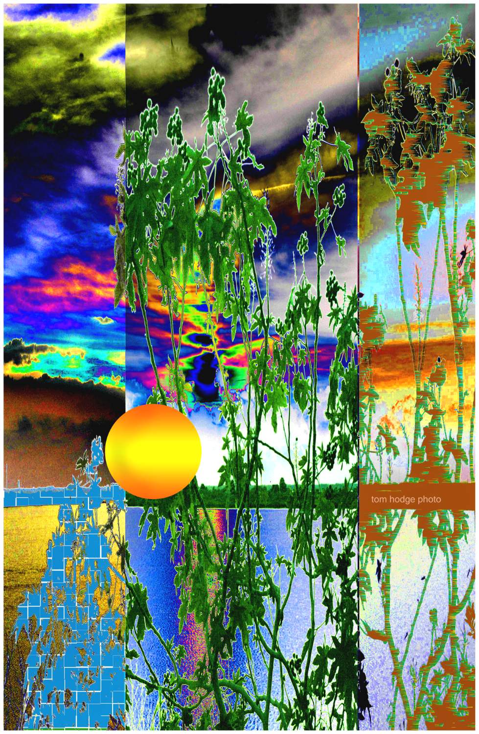 Solve jigidi 221021 chromaflora jigsaw puzzle online with 425 pieces