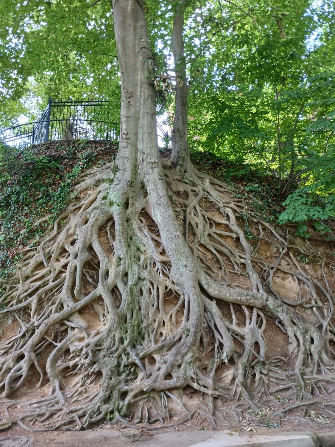 Solve Greenville, SC jigsaw puzzle online with 266 pieces